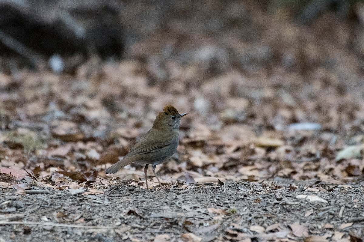 DPPhotography - Costa rica - Ruddy-capped nightingale-thrush - B.jpg - Ruddy-capped nightingale-thrush - San Gerardo de Dota, Costa Rica