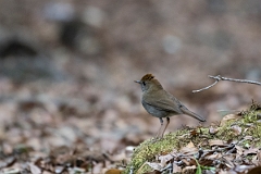DPPhotography - Costa rica - Ruddy-capped nightingale-thrush - A