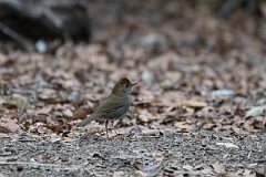 DPPhotography - Costa rica - Ruddy-capped nightingale-thrush - B
