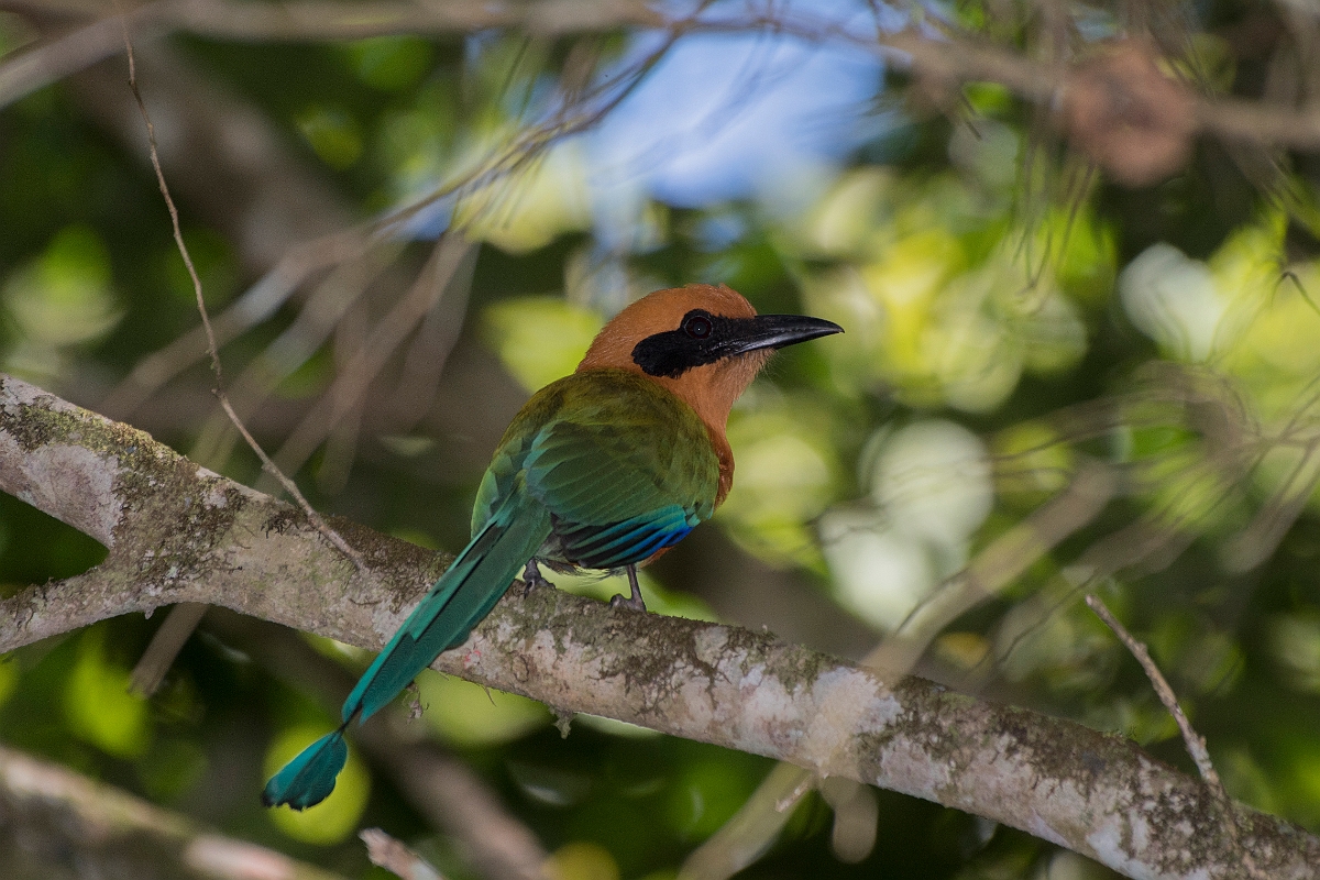 DPPhotography - Costa rica - Rufous motmot - B.jpg - Rufous motmot - Rancho Naturalista, Costa Rica