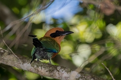 DPPhotography - Costa rica - Rufous motmot - A