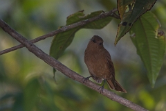 DPPhotography - Costa rica - Rufous piha - B