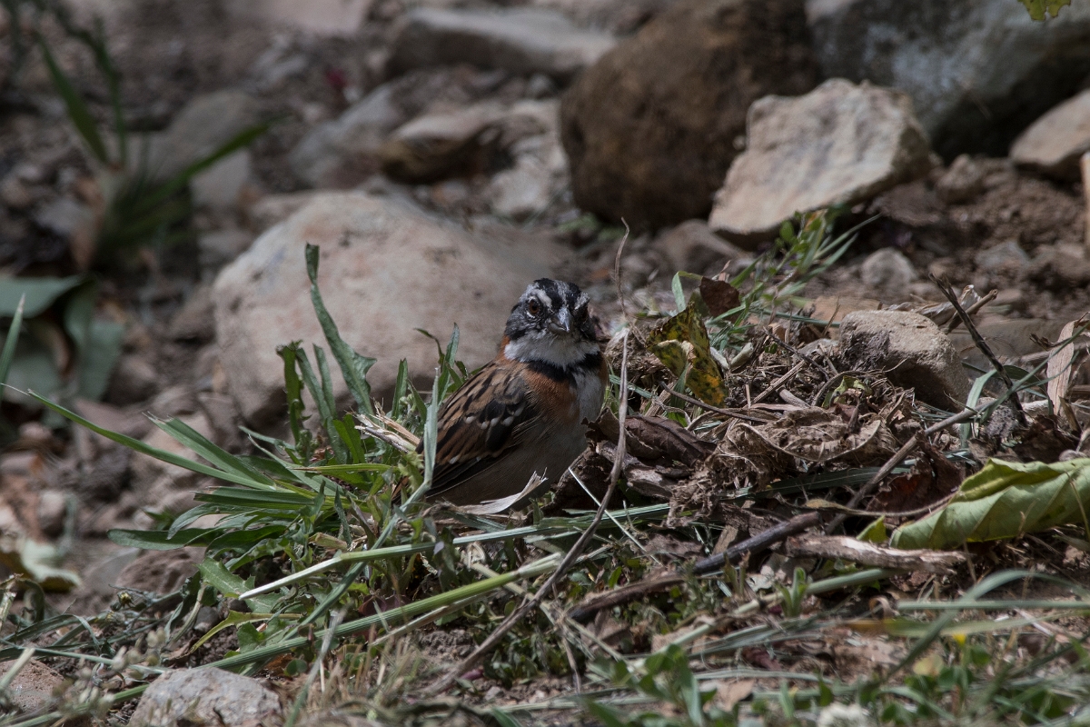 DPPhotography - Costa rica - Rufous-collared sparrow - C.jpg - Rufous-collared sparrow - San Gerardo de Dota, Costa Rica