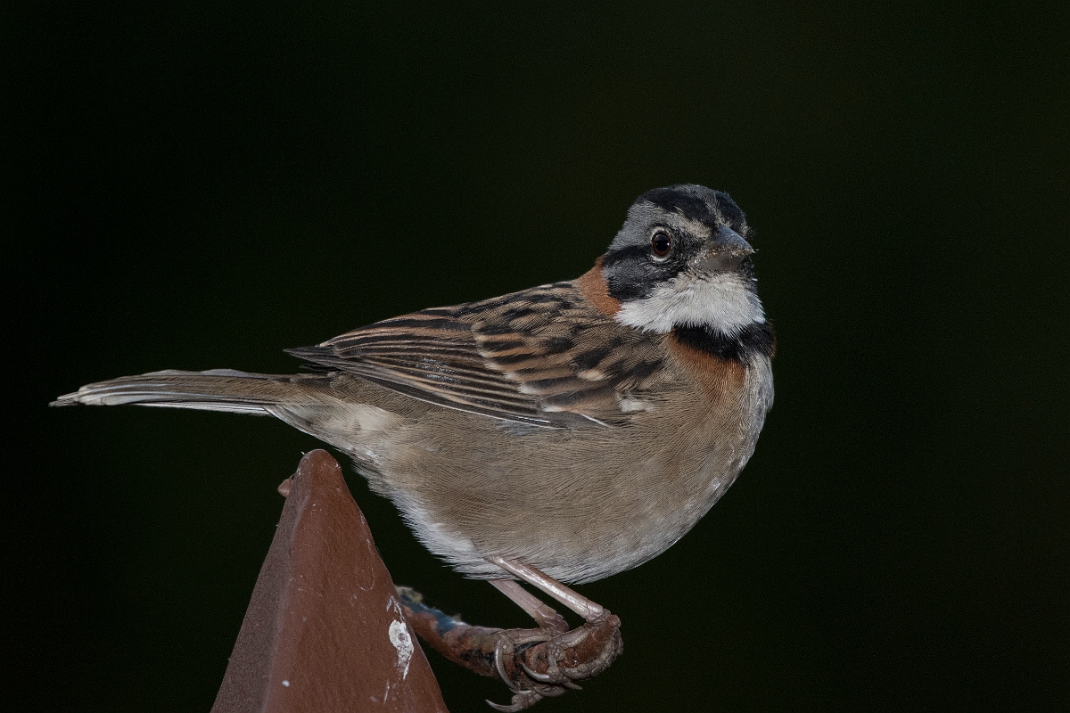 DPPhotography - Costa rica - Rufous-collared sparrow - E.jpg - Rufous-collared sparrow - San Gerardo de Dota, Costa Rica