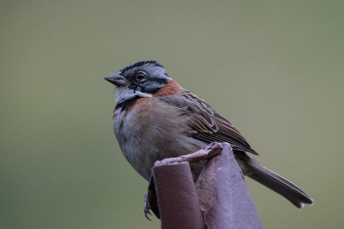 DPPhotography - Costa rica - Rufous-collared sparrow - G.jpg - Rufous-collared sparrow - San Gerardo de Dota, Costa Rica