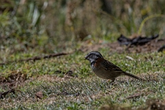 DPPhotography - Costa rica - Rufous-collared sparrow - B