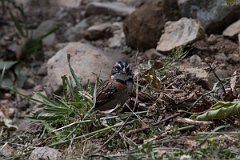 DPPhotography - Costa rica - Rufous-collared sparrow - C