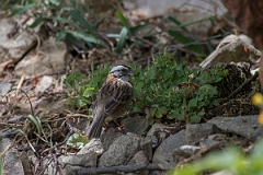 DPPhotography - Costa rica - Rufous-collared sparrow - D