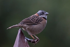 DPPhotography - Costa rica - Rufous-collared sparrow - F