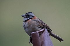 DPPhotography - Costa rica - Rufous-collared sparrow - G
