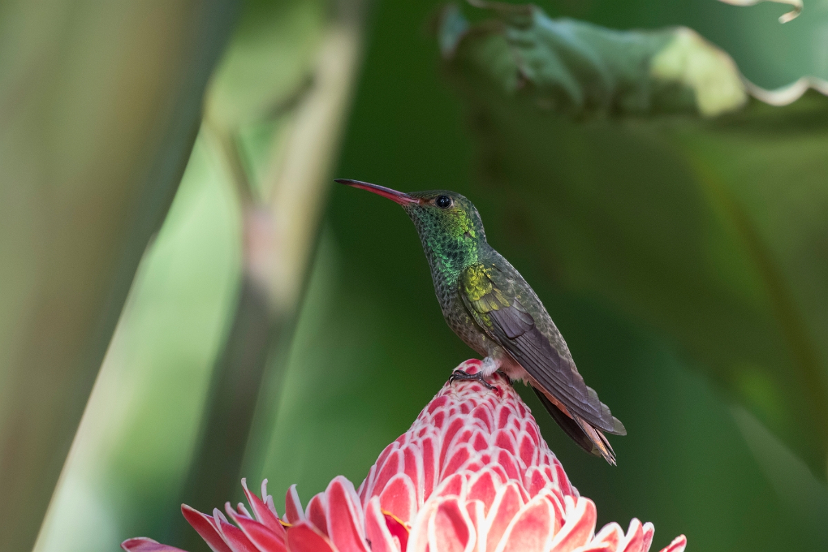 DPPhotography - Costa rica - Rufous hummingbird - A.jpg - Rufous-tailed hummingbird - La Qunita de Sarapiqui, Costa Rica