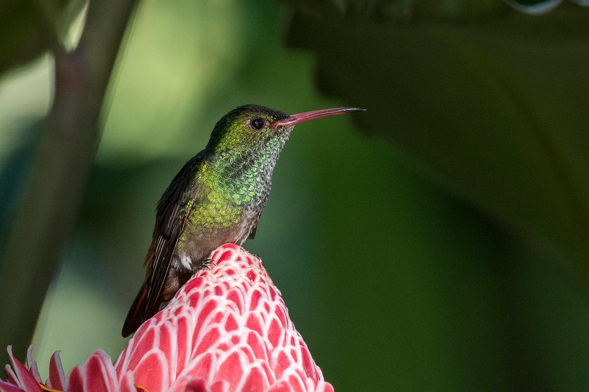 DPPhotography - Costa rica - Rufous hummingbird - C.jpg - Rufous-tailed hummingbird - La Qunita de Sarapiqui, Costa Rica