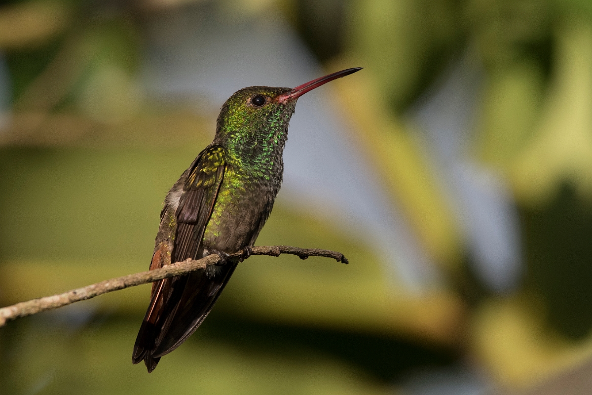 DPPhotography - Costa rica - Rufous hummingbird - G.jpg - Rufous-tailed hummingbird - La Qunita de Sarapiqui, Costa Rica