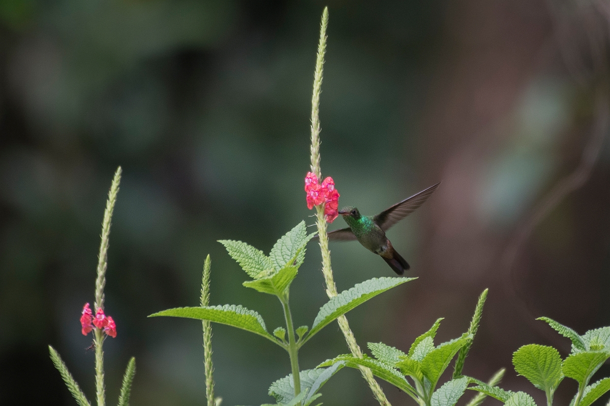 DPPhotography - Costa rica - Rufous hummingbird - H.jpg - Rufous-tailed hummingbird - Tortuguero, Costa Rica