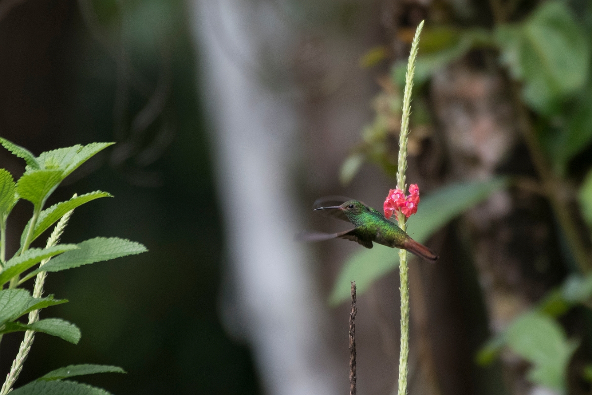 DPPhotography - Costa rica - Rufous hummingbird - J.jpg - Rufous-tailed hummingbird - Tortuguero, Costa Rica
