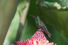 DPPhotography - Costa rica - Rufous hummingbird - A