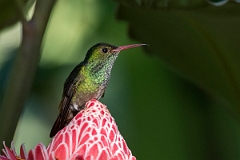 DPPhotography - Costa rica - Rufous hummingbird - C