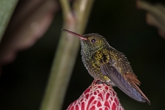 DPPhotography - Costa rica - Rufous hummingbird - D