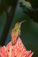 DPPhotography - Costa rica - Rufous hummingbird - E