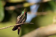 DPPhotography - Costa rica - Rufous hummingbird - F