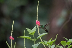 DPPhotography - Costa rica - Rufous hummingbird - H