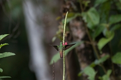 DPPhotography - Costa rica - Rufous hummingbird - I