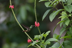DPPhotography - Costa rica - Rufous hummingbird - K