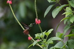 DPPhotography - Costa rica - Rufous hummingbird - L