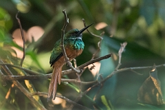 DPPhotography - Costa rica - Rufous-tailed jacamar - A