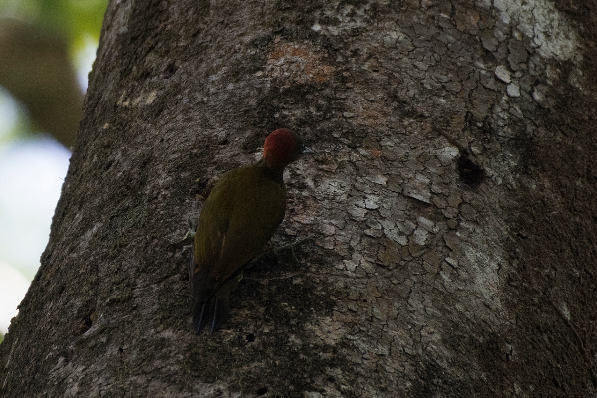 DPPhotography - Costa rica - Rufous-winged woodpecker - C.jpg - Rufous-winged woodpecker - El Remanso, Costa Rica