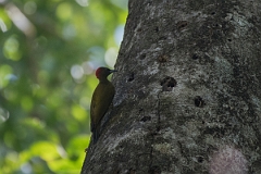 DPPhotography - Costa rica - Rufous-winged woodpecker - A