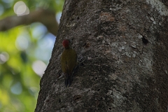 DPPhotography - Costa rica - Rufous-winged woodpecker - B