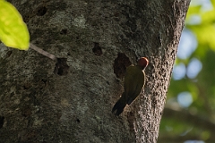 DPPhotography - Costa rica - Rufous-winged woodpecker - D
