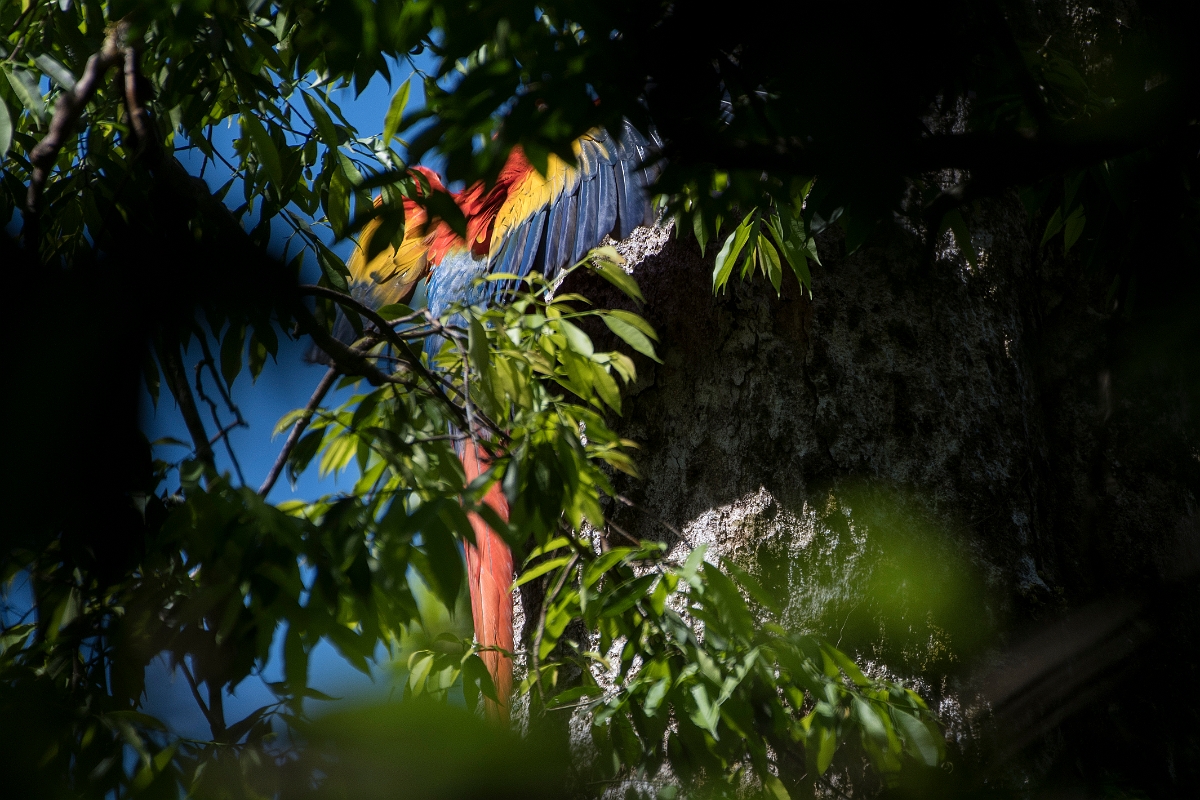 DPPhotography - Costa rica - Scarlet macaw - A.jpg - Scarlet macaw - El Remanso, Costa Rica