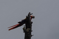 DPPhotography - Costa rica - Scarlet macaw - B
