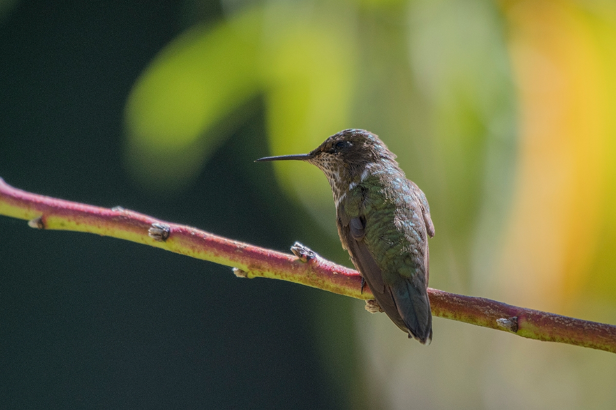 DPPhotography - Costa rica - Scintillant hummingbird - B.jpg - Scintillant hummingbird - San Gerardo de Dota, Costa Rica