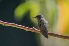 DPPhotography - Costa rica - Scintillant hummingbird - B