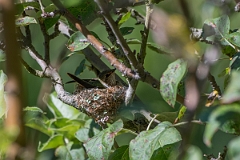 DPPhotography - Costa rica - Scintillant hummingbird - C