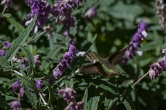 DPPhotography - Costa rica - Scintillant hummingbird - D