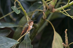 DPPhotography - Costa rica - Scintillant hummingbird - E