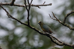 DPPhotography - Costa rica - Scrub euphonia - B