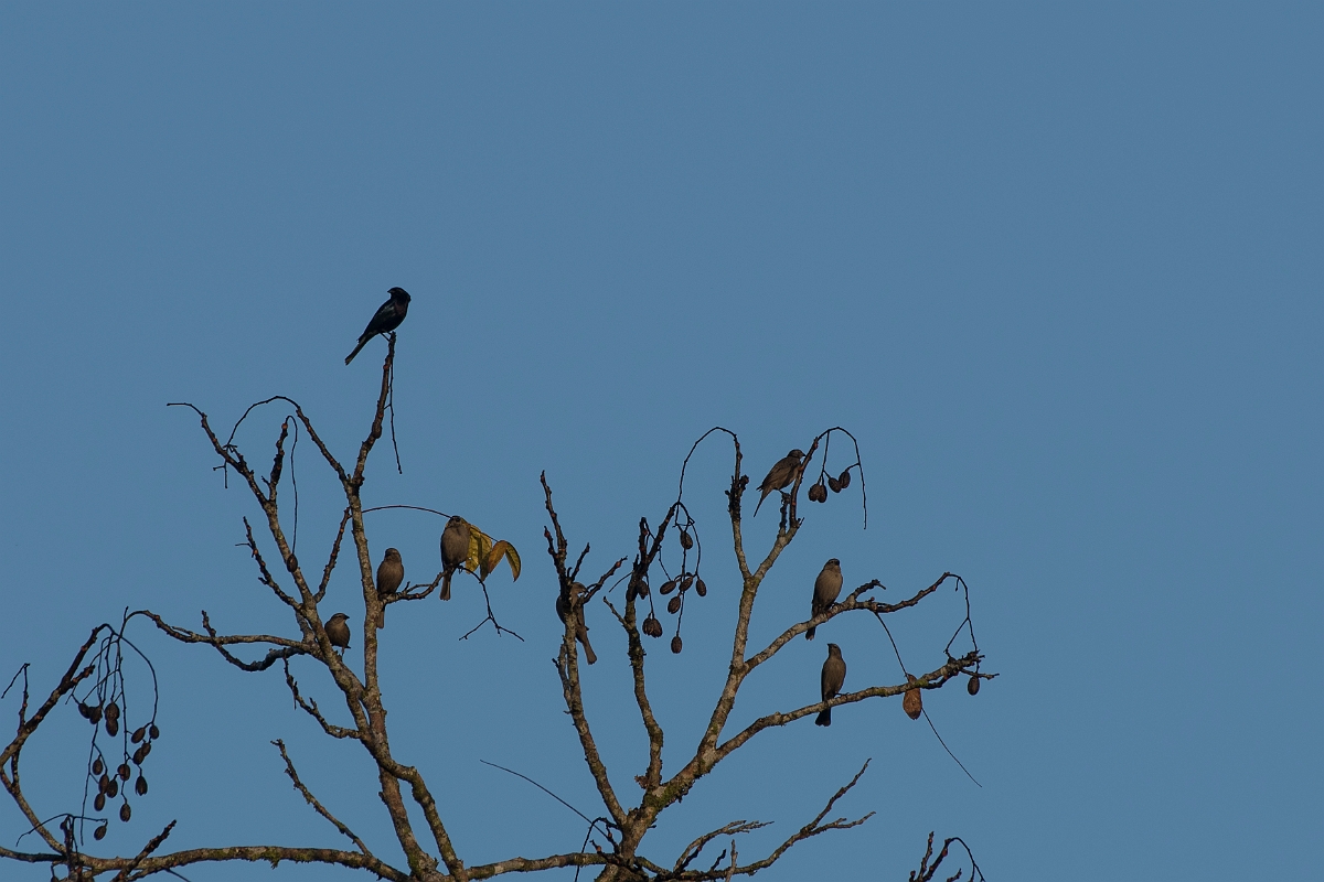 DPPhotography - Costa rica - Shining cowbird - A.jpg - Shining cowbird - La Selva Biological Station, Costa Rica