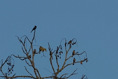 DPPhotography - Costa rica - Shining cowbird - A