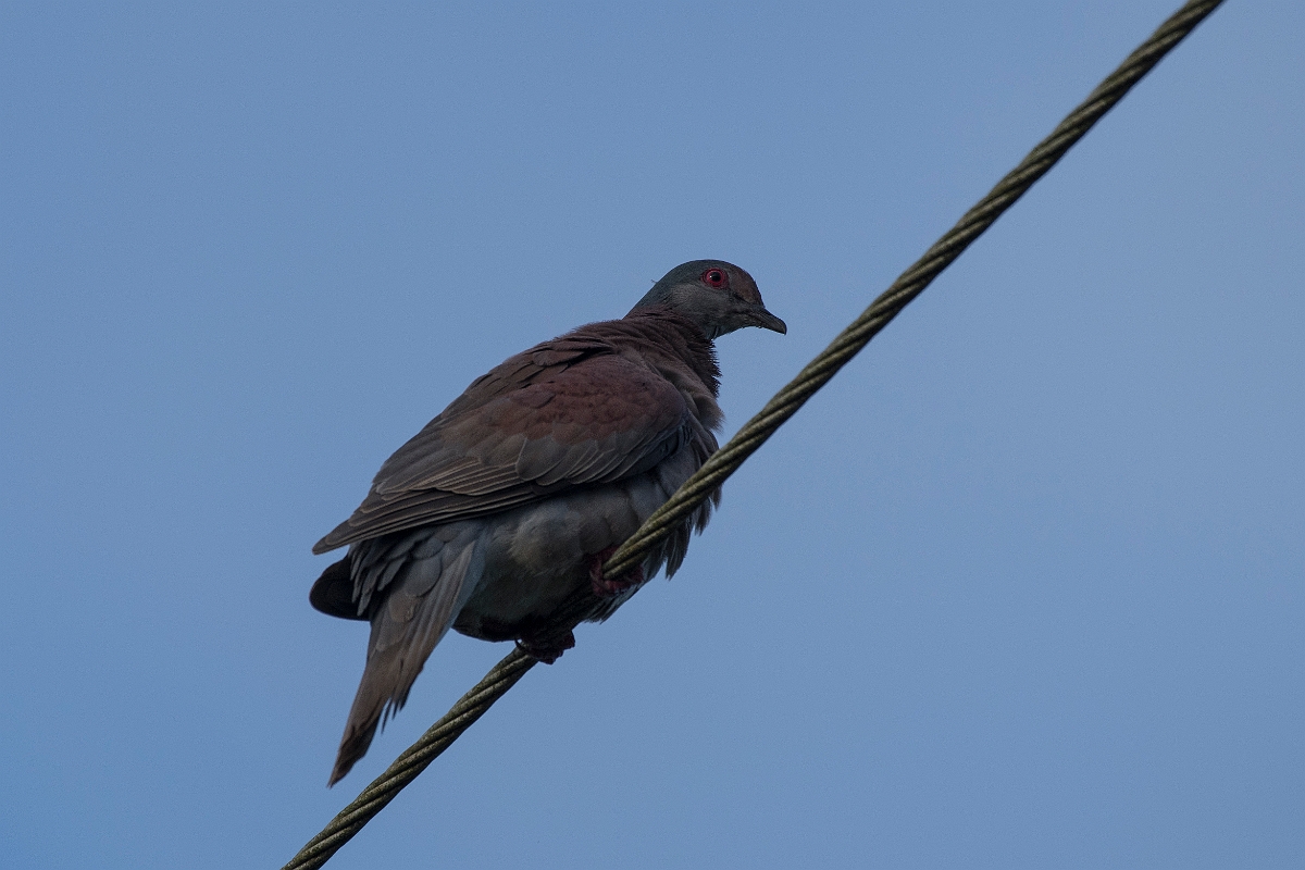 DPPhotography - Costa rica - Short-billed pigeon - A.jpg - Short-billed pigeon - Tortuguero, Costa Rica