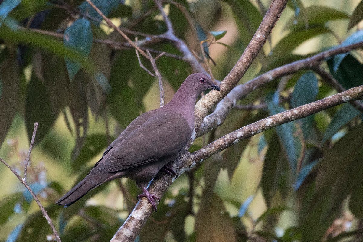 DPPhotography - Costa rica - Short-billed pigeon - D.jpg - Short-billed pigeon - Tortuguero, Costa Rica