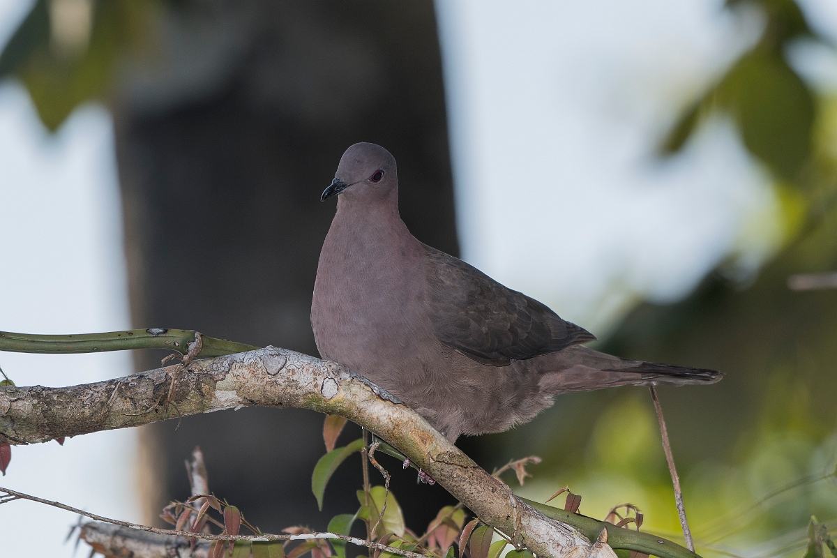 DPPhotography - Costa rica - Short-billed pigeon - I.jpg - Short-billed pigeon - El Remanso, Costa Rica