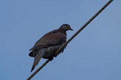 DPPhotography - Costa rica - Short-billed pigeon - A