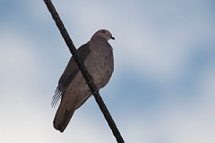 DPPhotography - Costa rica - Short-billed pigeon - B