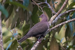 DPPhotography - Costa rica - Short-billed pigeon - C