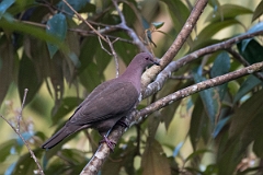 DPPhotography - Costa rica - Short-billed pigeon - D